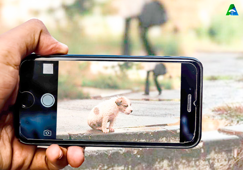 Aroldo Martins - Projeto de Lei amplia proteção a animais